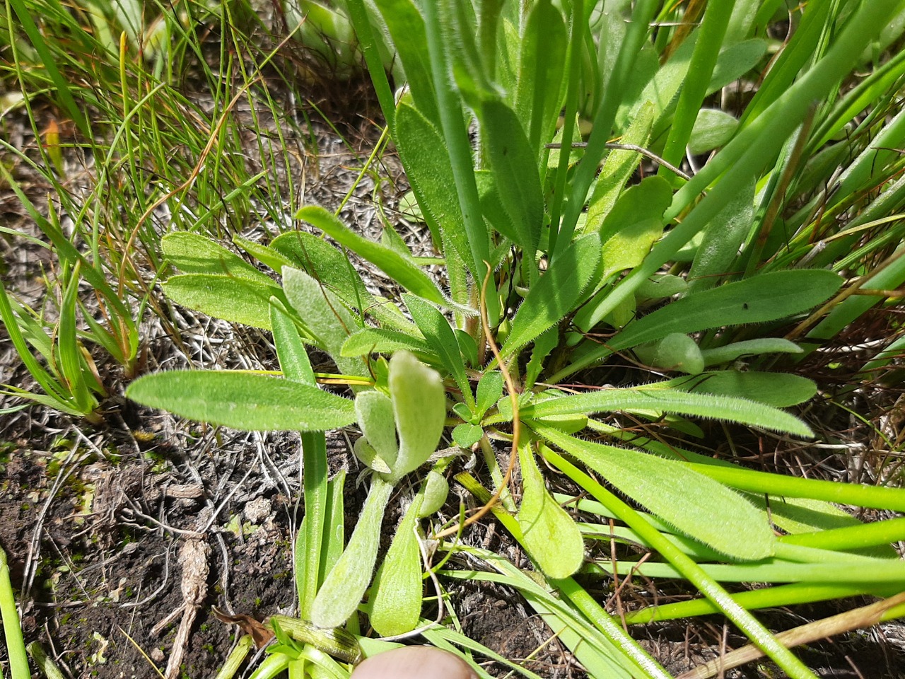 Erigeron caucasicus subsp. venustus