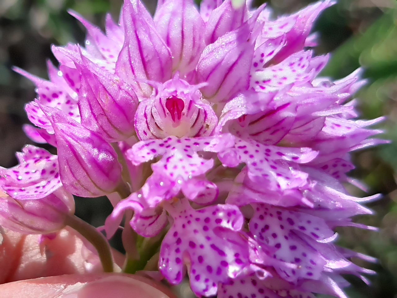 Orchis tridentata