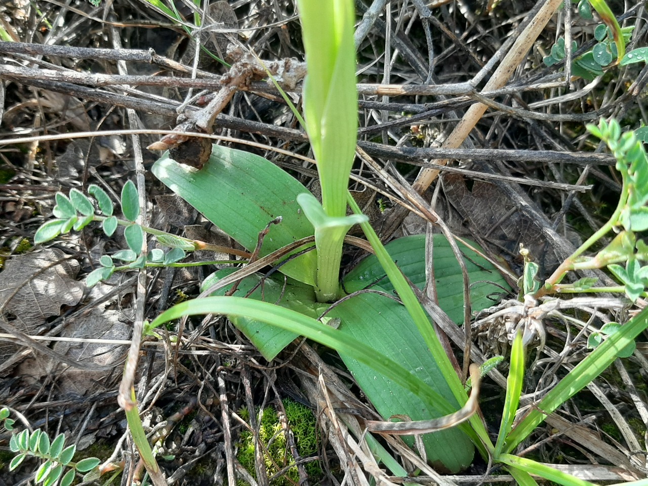 Orchis tridentata