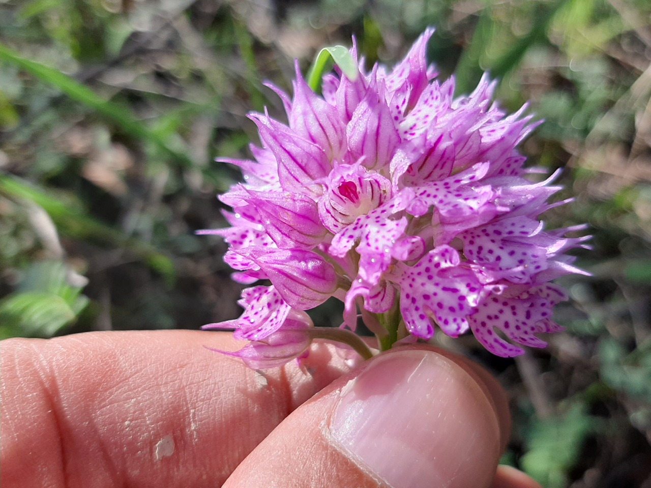 Orchis tridentata