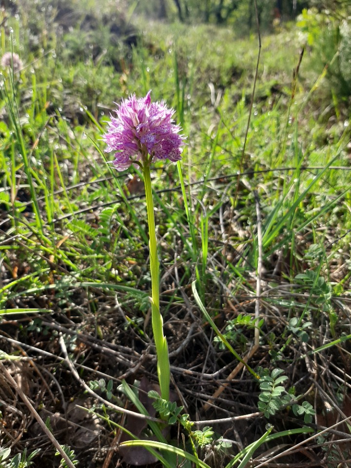 Orchis tridentata