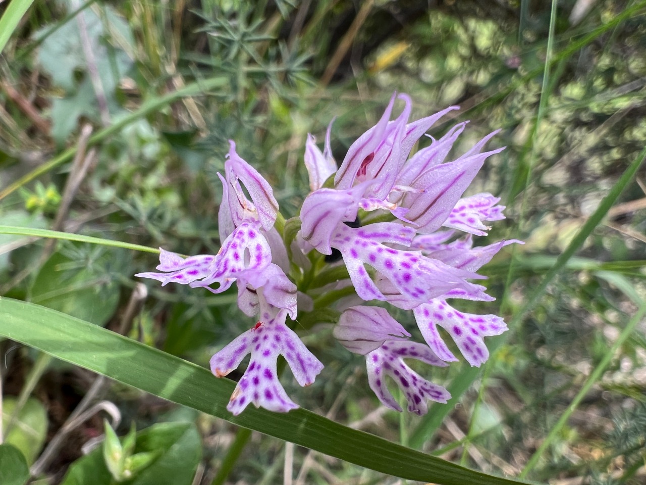 Orchis tridentata