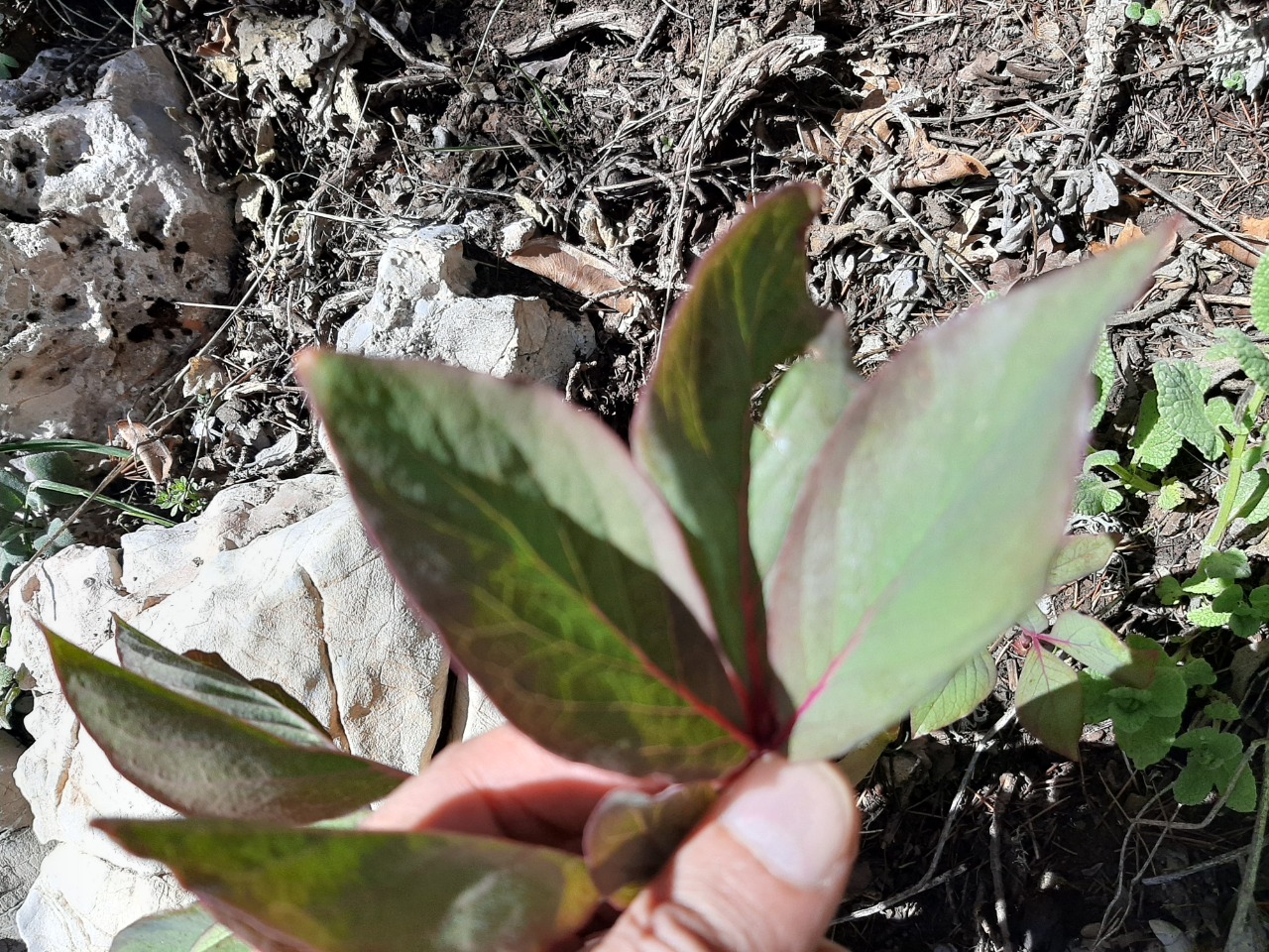 Paeonia mascula
