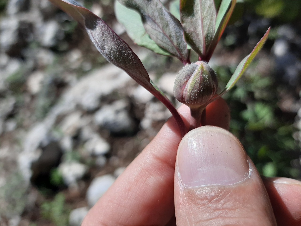 Paeonia mascula
