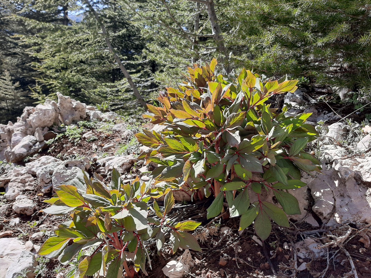 Paeonia mascula