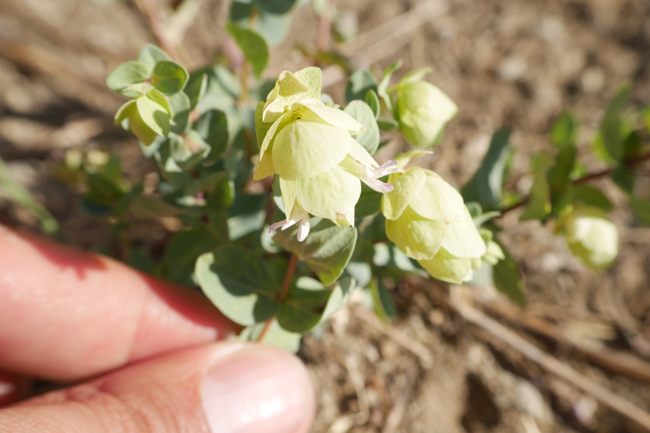 Origanum acutidens