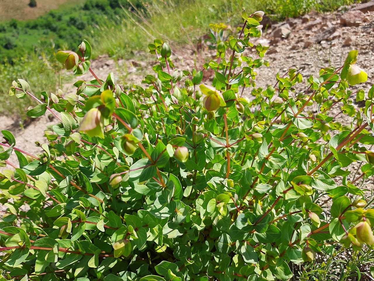 Origanum acutidens