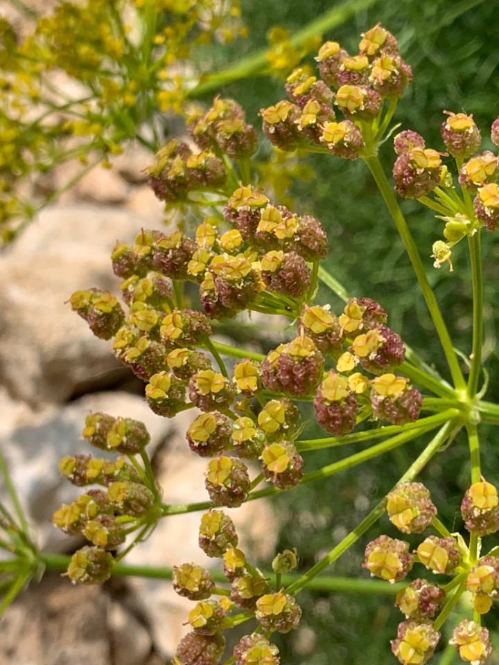 Prangos uloptera