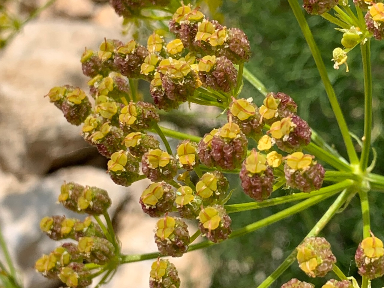 Prangos uloptera