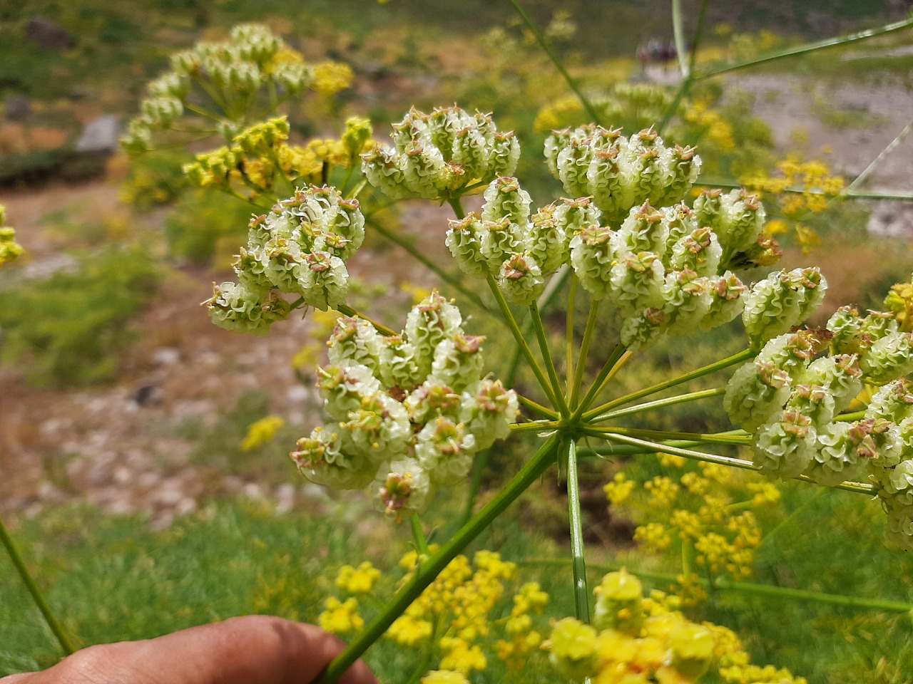 Prangos uloptera