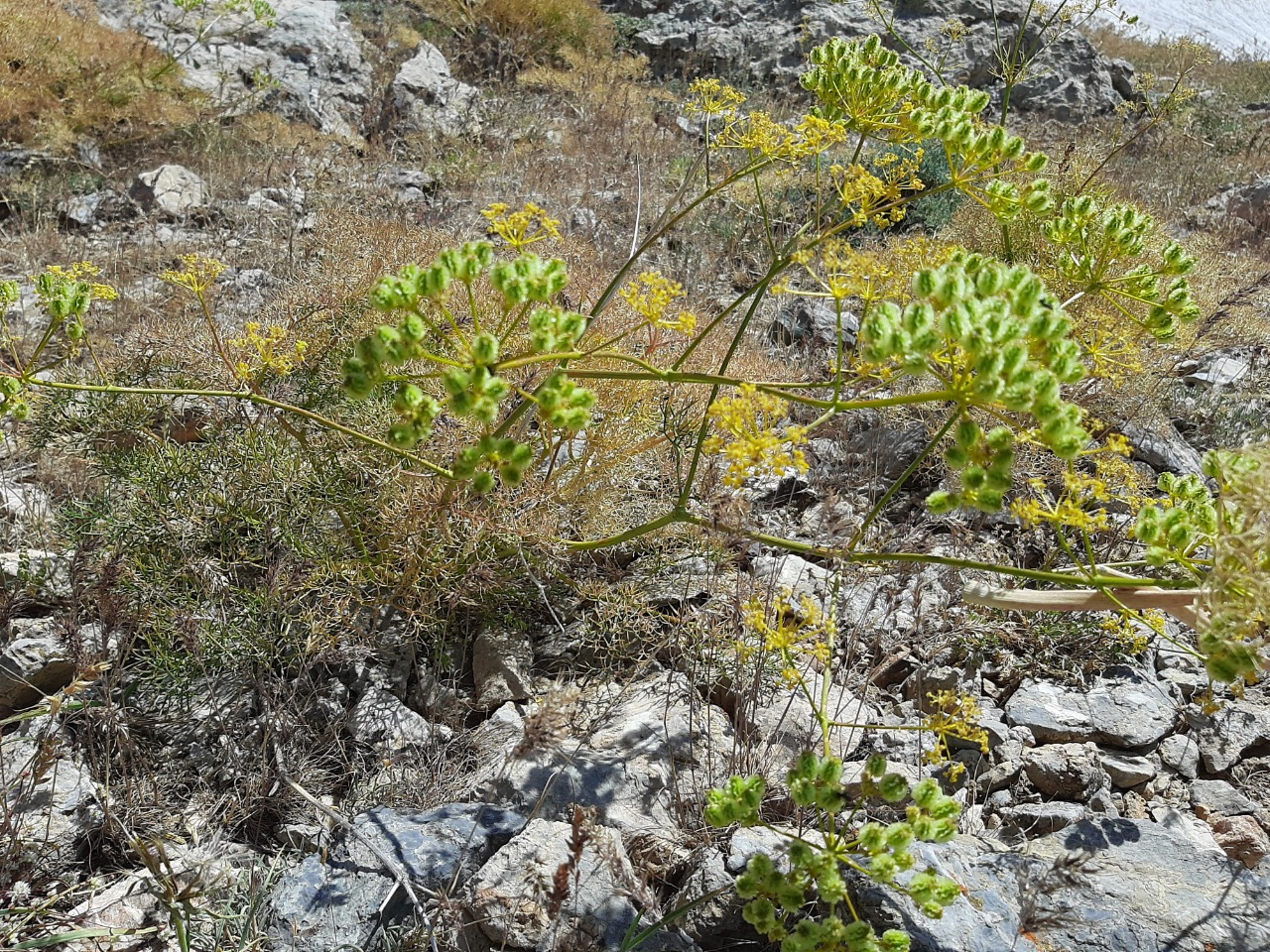 Prangos uloptera