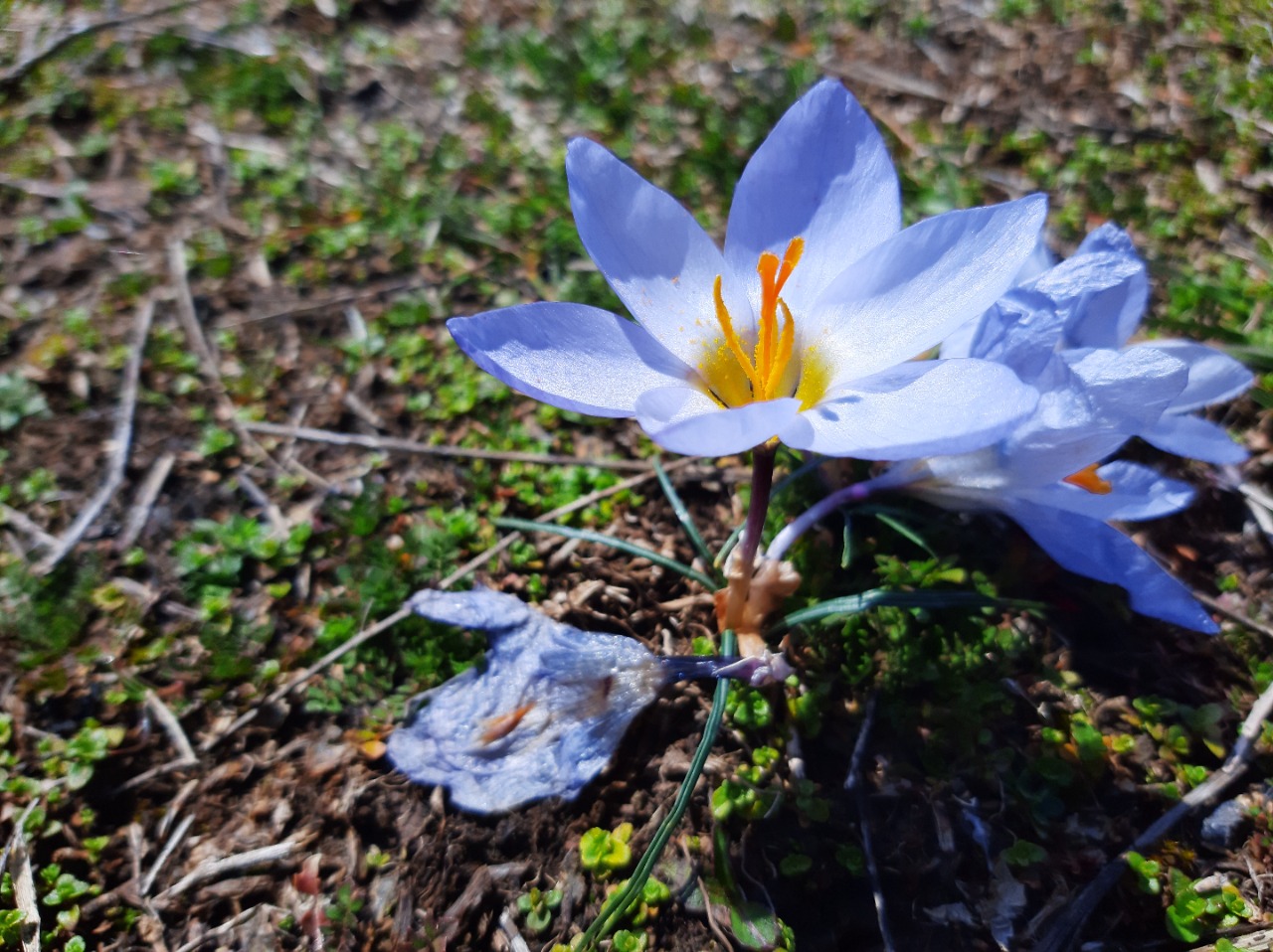 Crocus biflorus subsp. pulchricolor