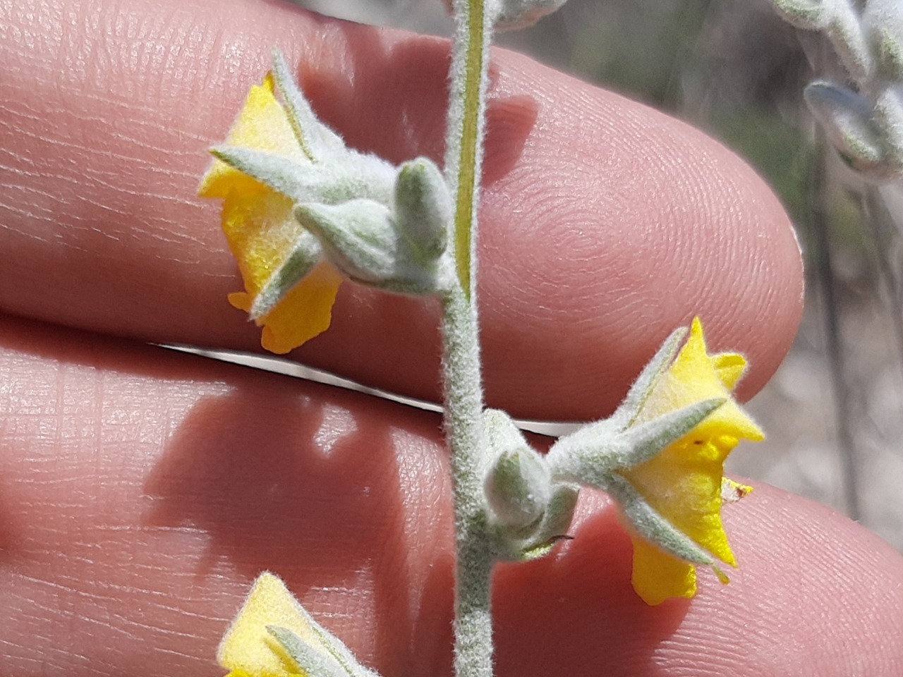 Verbascum gypsicola