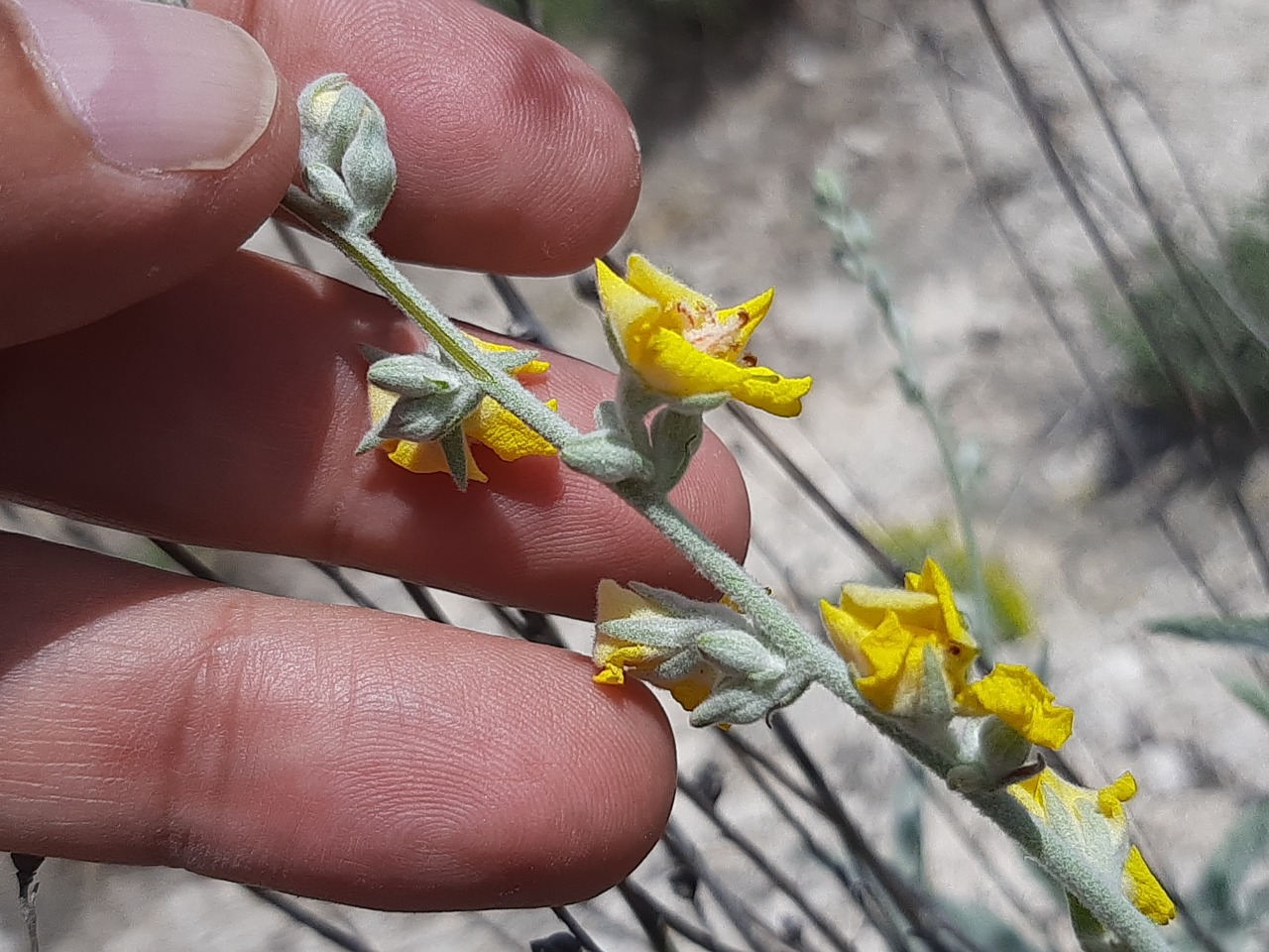 Verbascum gypsicola