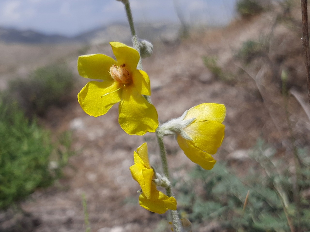 Verbascum gypsicola