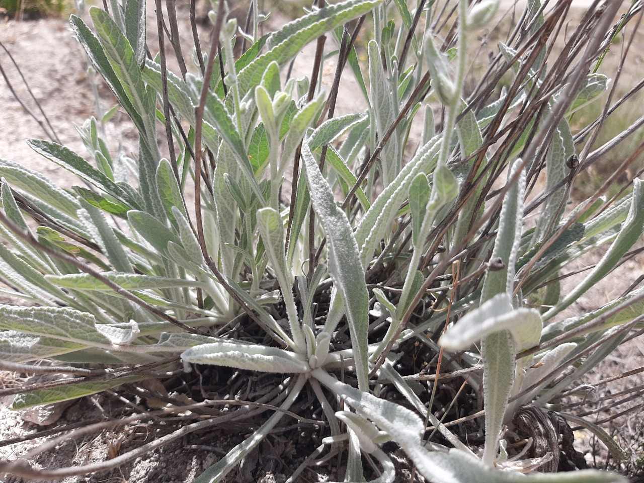 Verbascum gypsicola