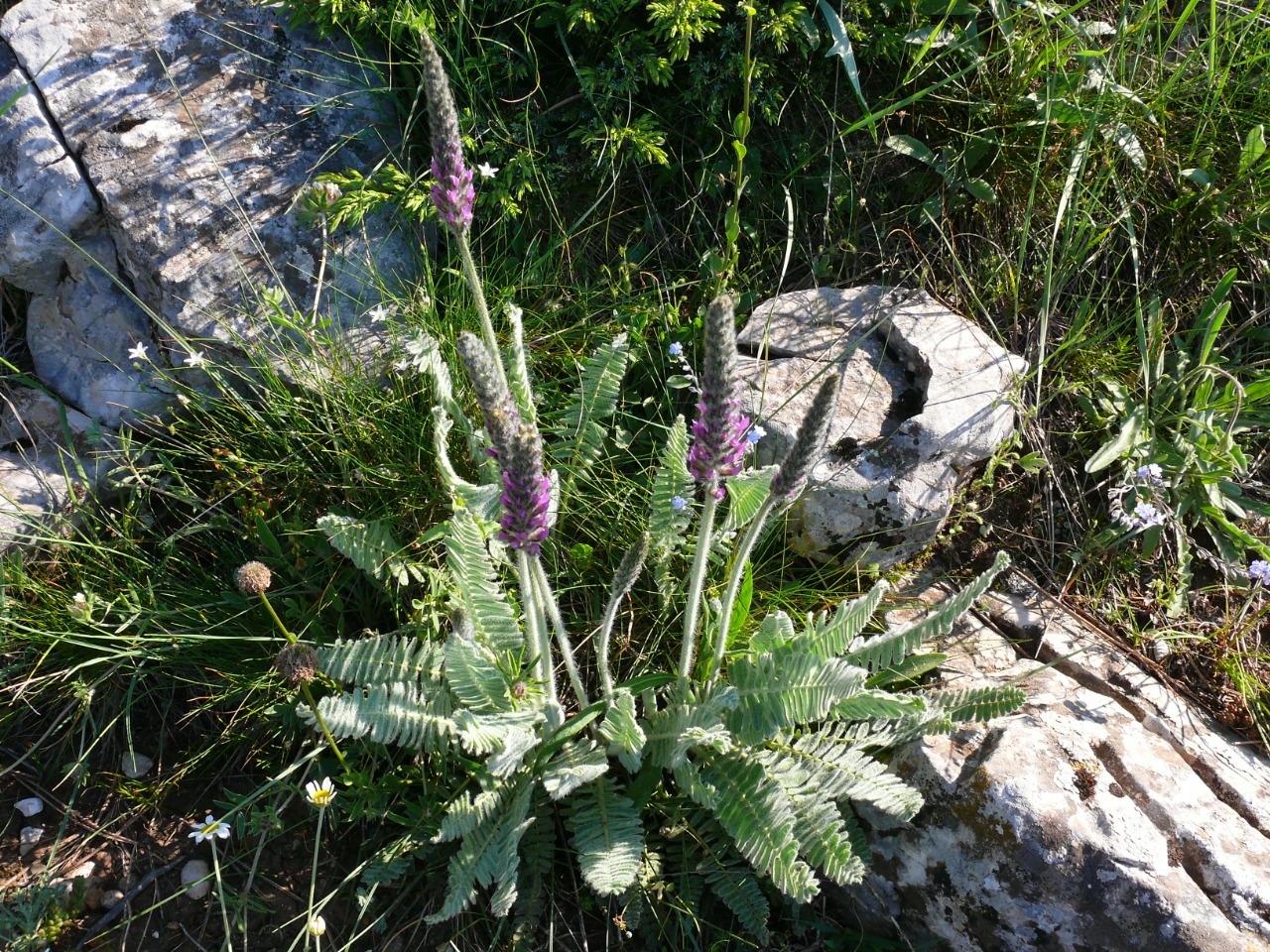 Astragalus listoniae