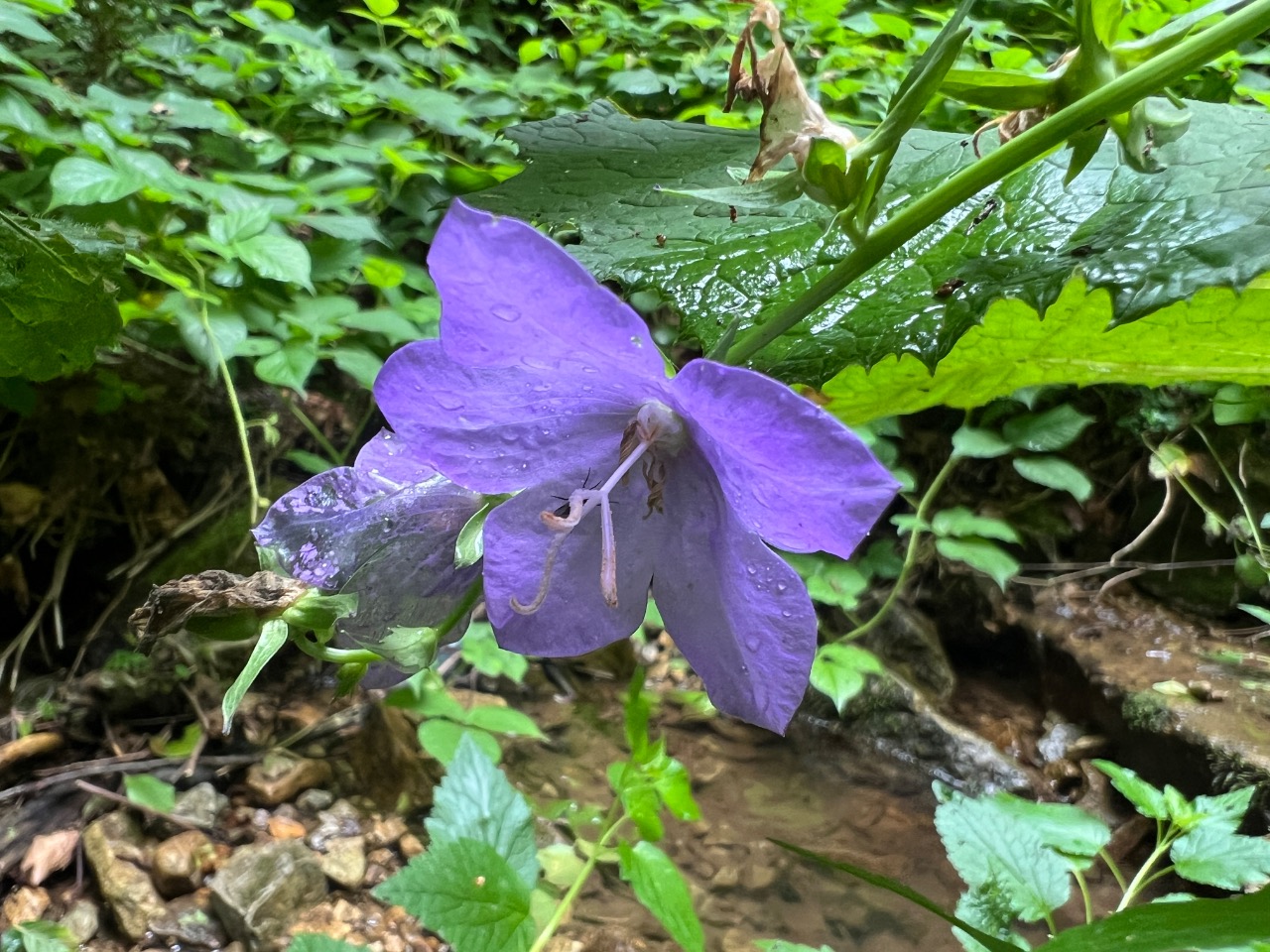 Campanula persicifolia
