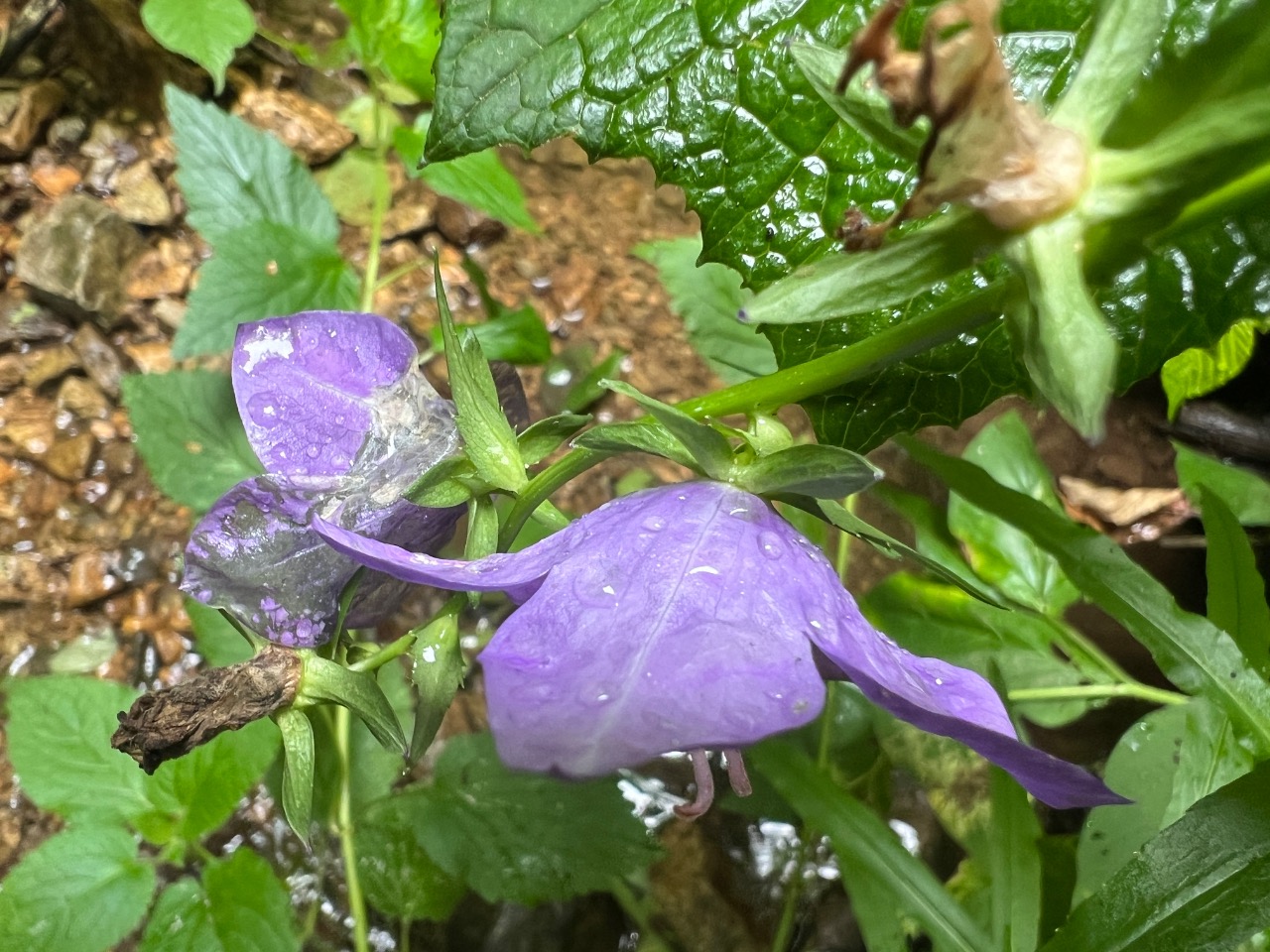 Campanula persicifolia