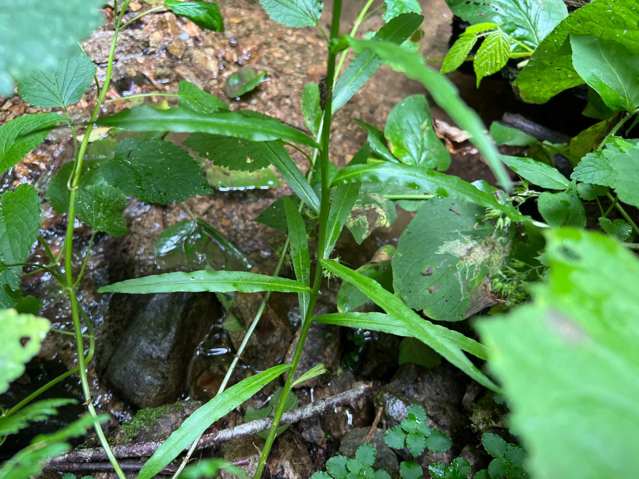 Campanula persicifolia