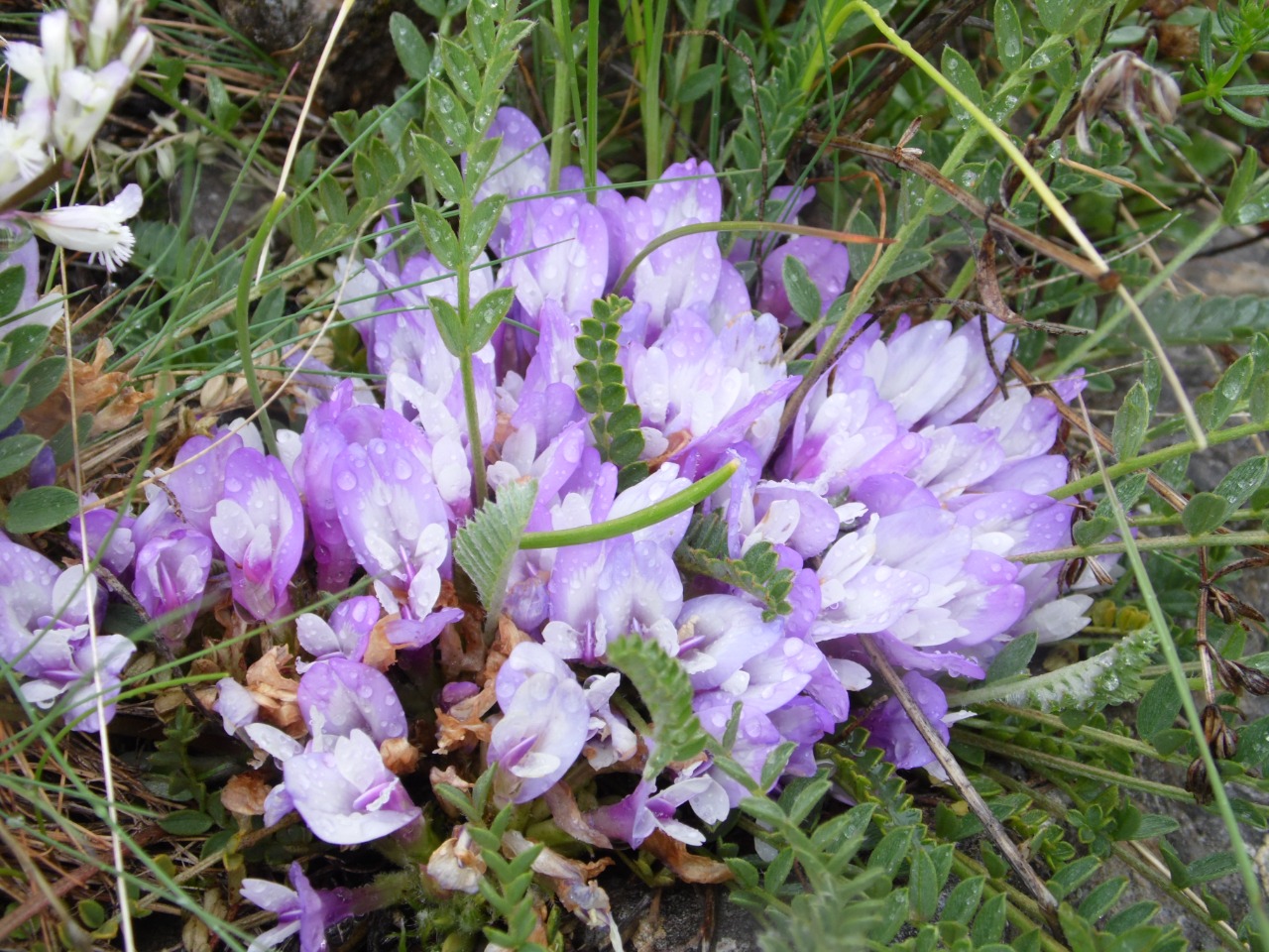 Astragalus syringus