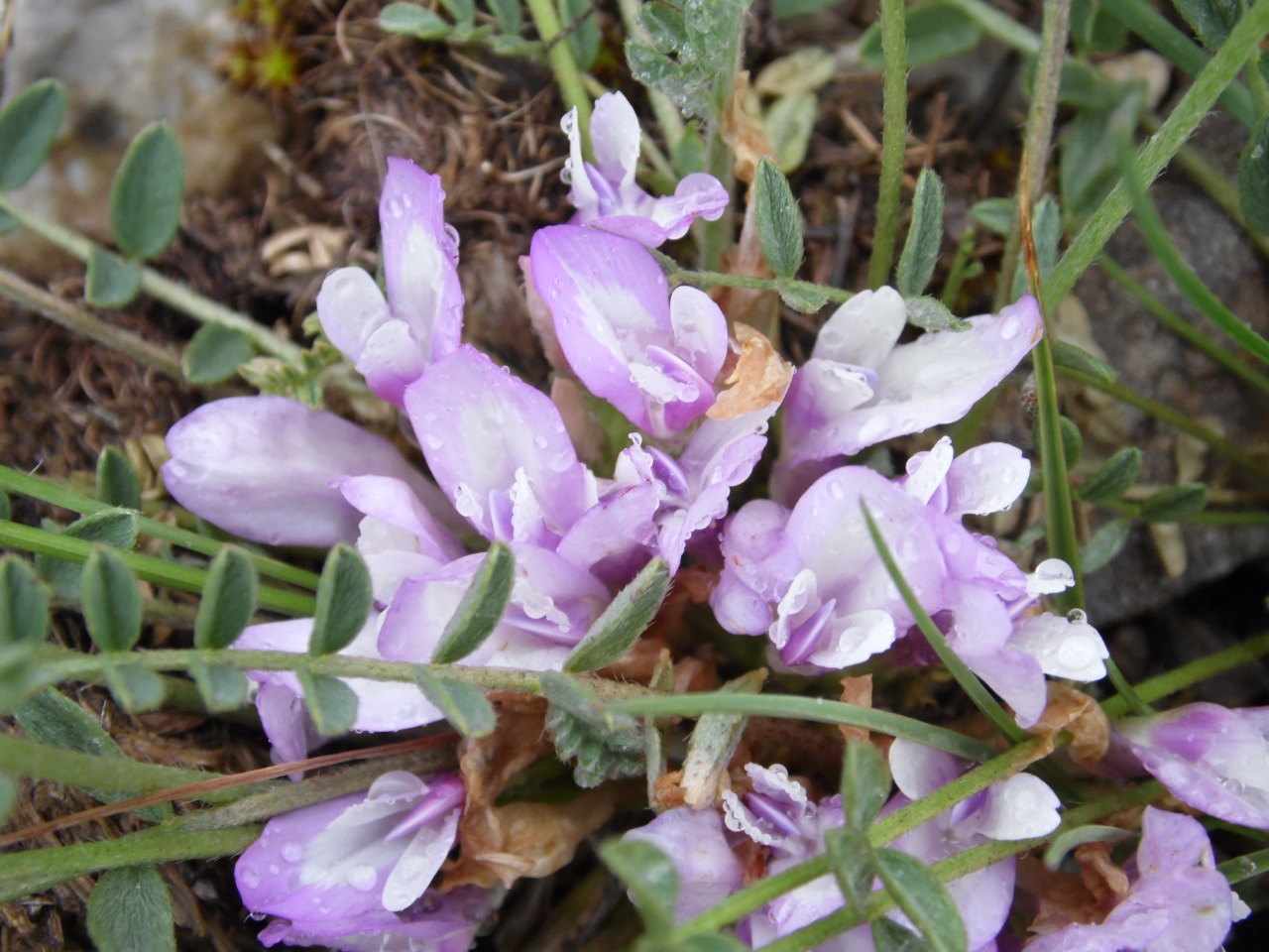 Astragalus syringus
