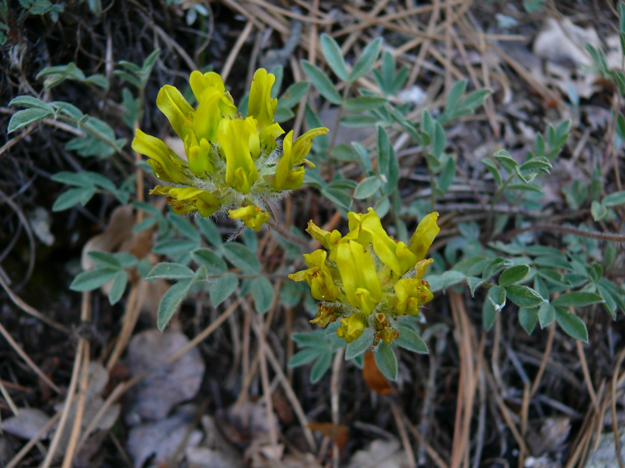 Astragalus hirsutus