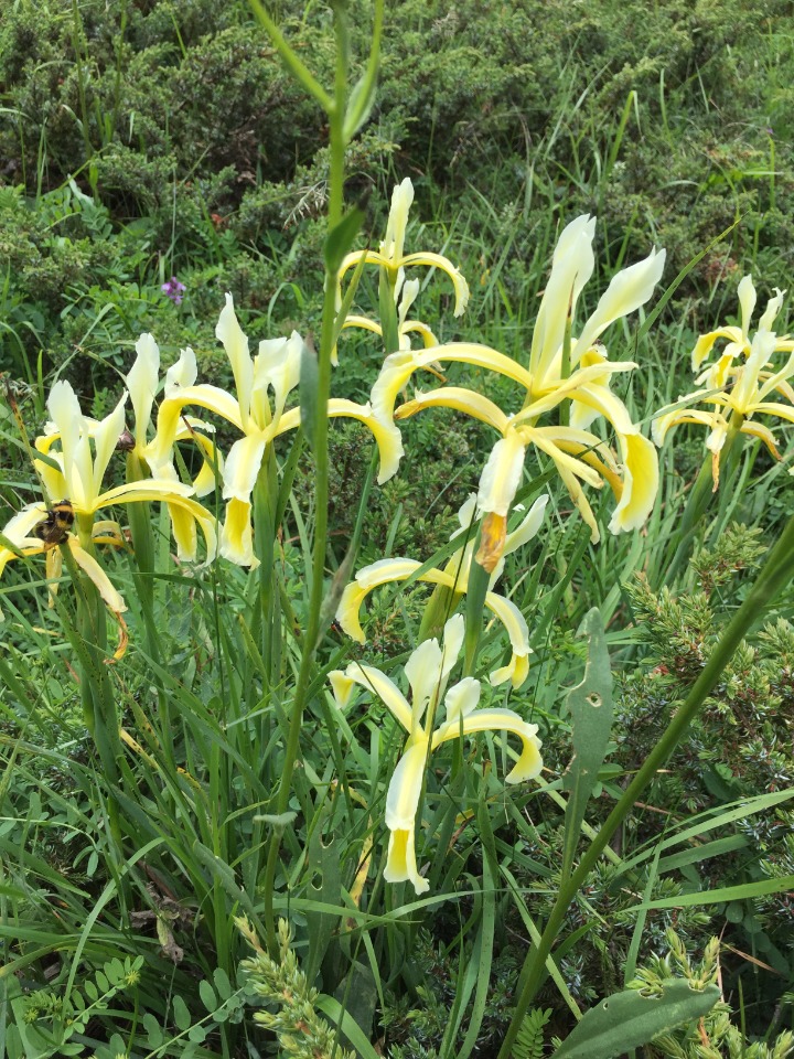 Iris kerneriana