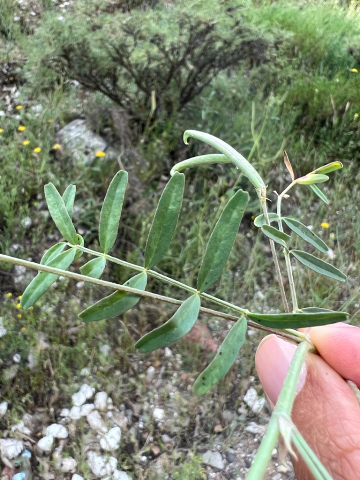 Astragalus campylorhynchus