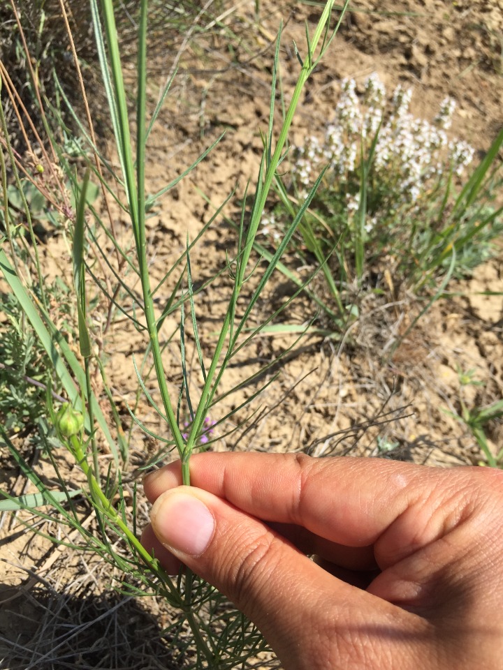 Nigella orientalis