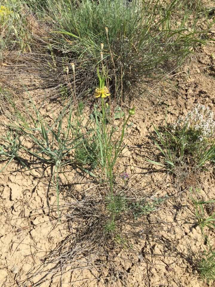 Nigella orientalis