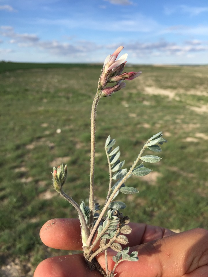 Astragalus andrasovszkyi
