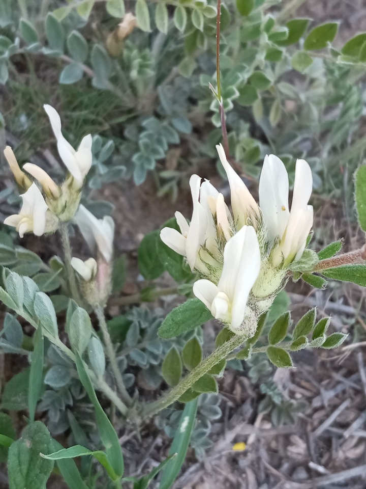 Astragalus andrasovszkyi