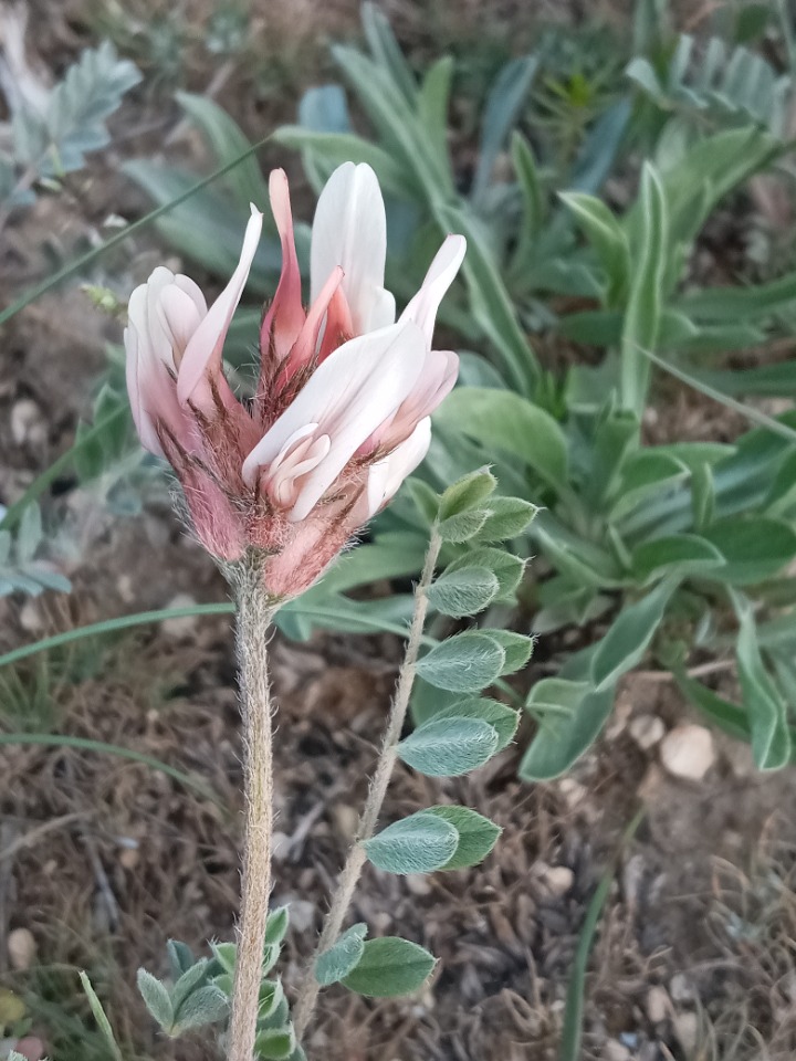 Astragalus andrasovszkyi