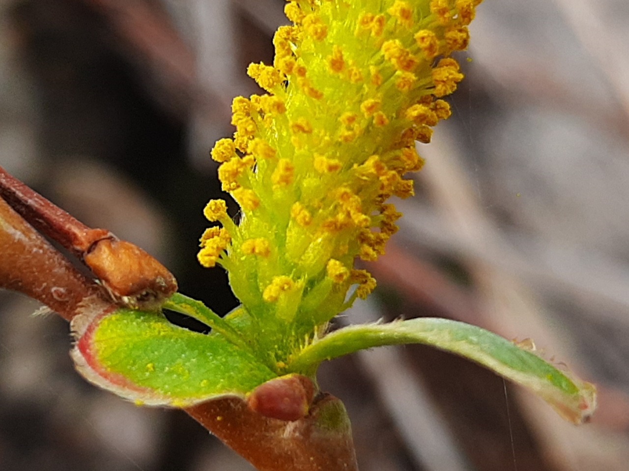 Salix alba