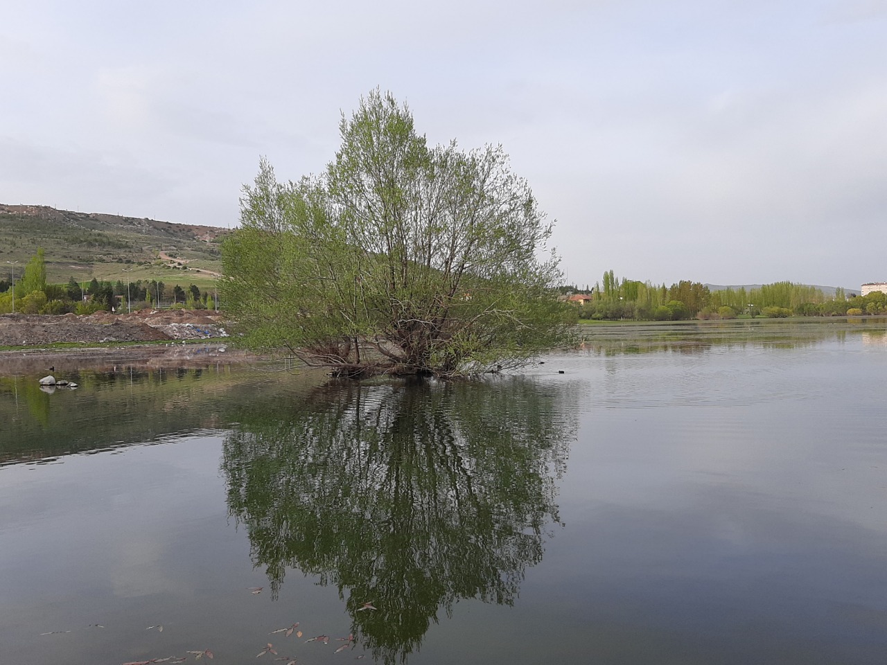 Salix alba