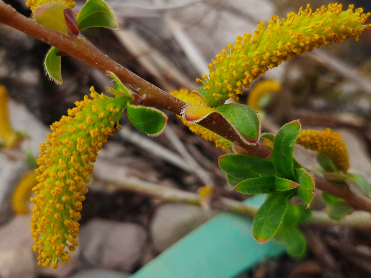 Salix alba