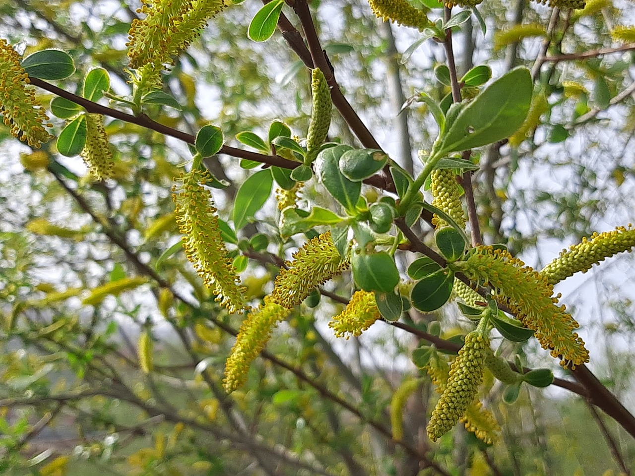 Salix alba