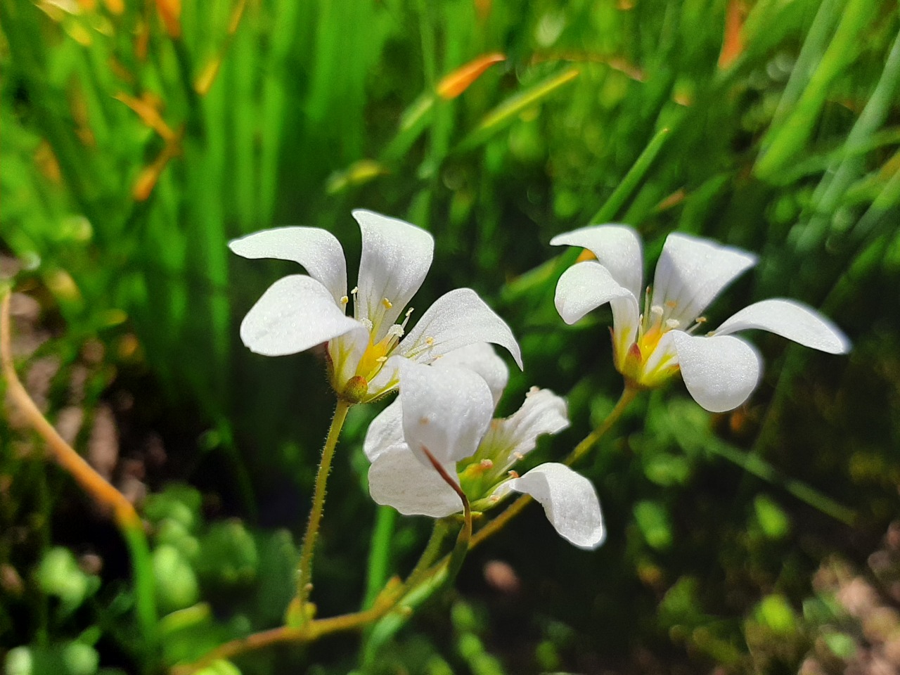 Saxifraga sibirica
