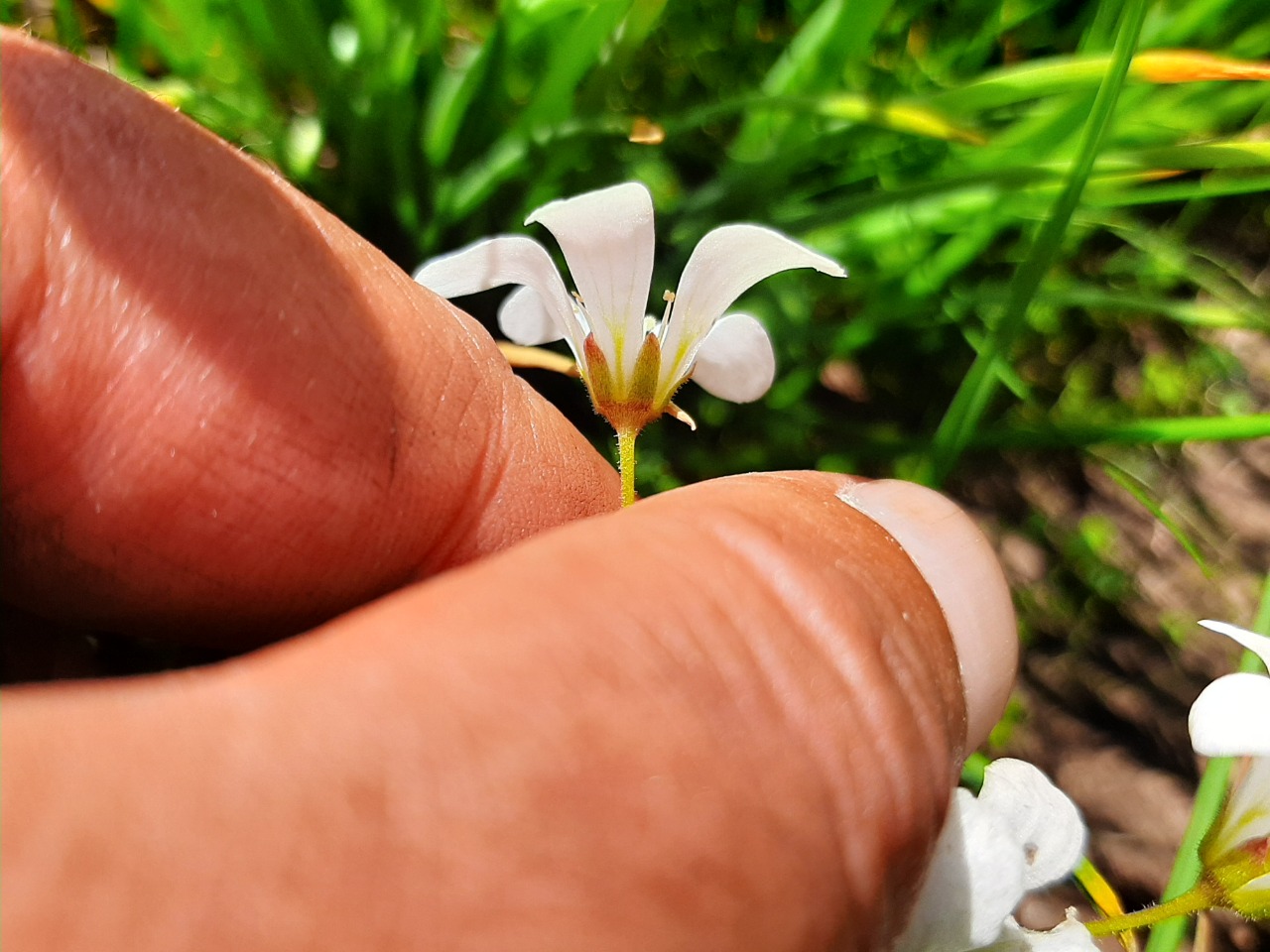 Saxifraga sibirica