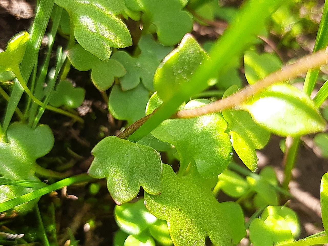 Saxifraga sibirica