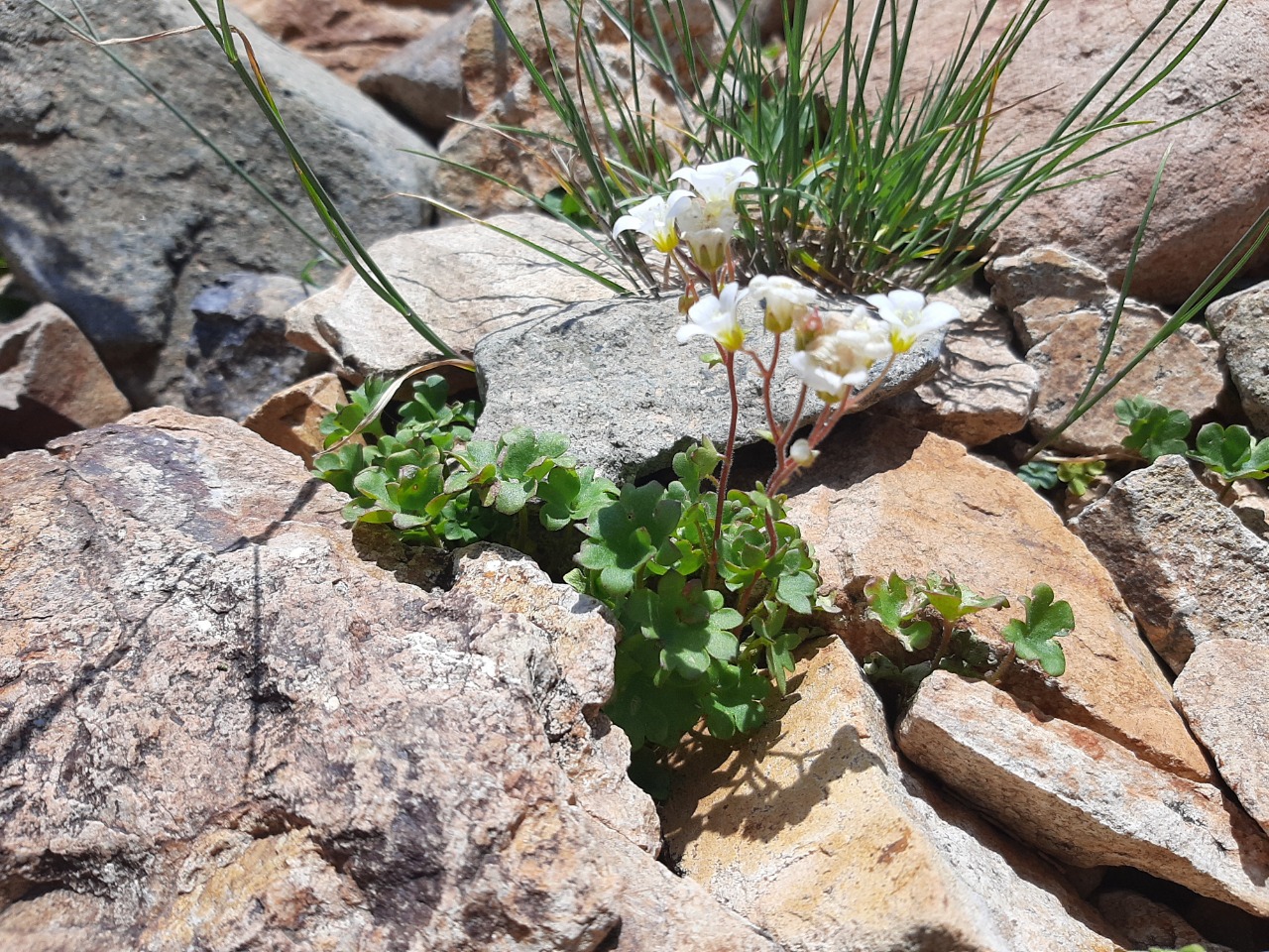 Saxifraga sibirica