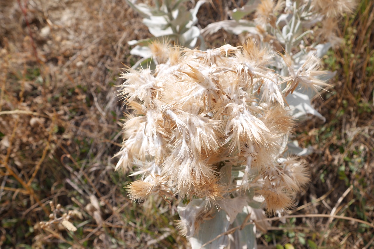 Scorzonera tomentosa