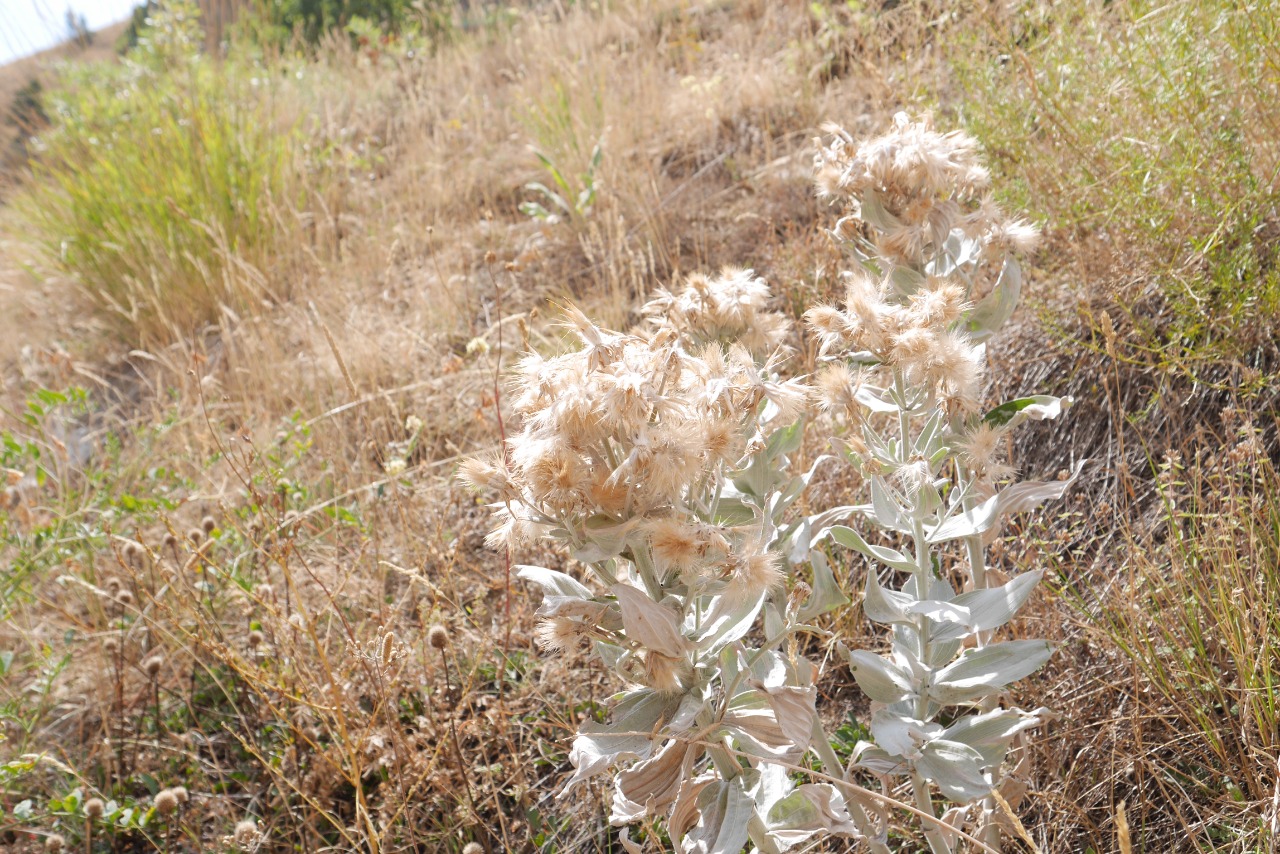 Scorzonera tomentosa