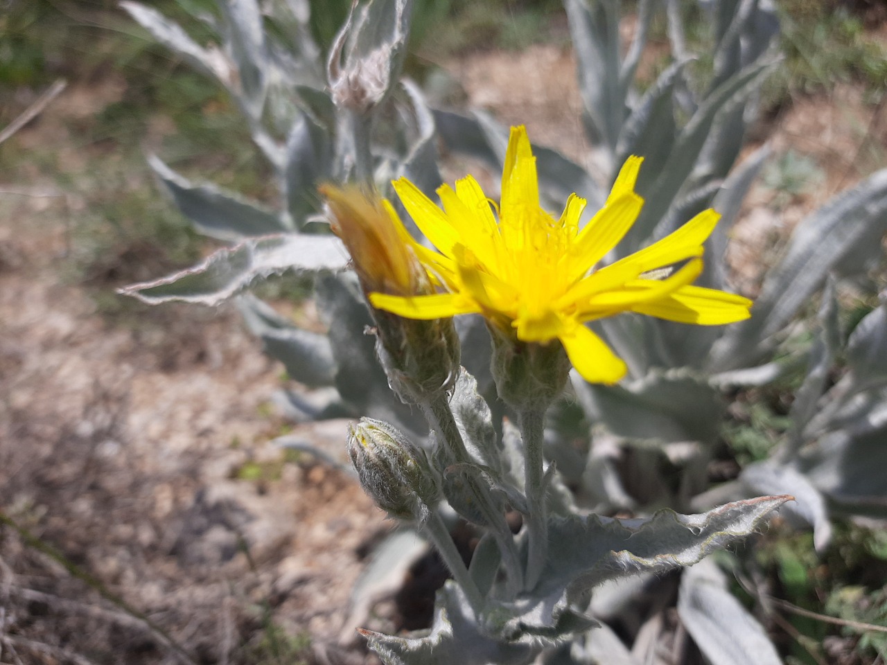 Scorzonera tomentosa