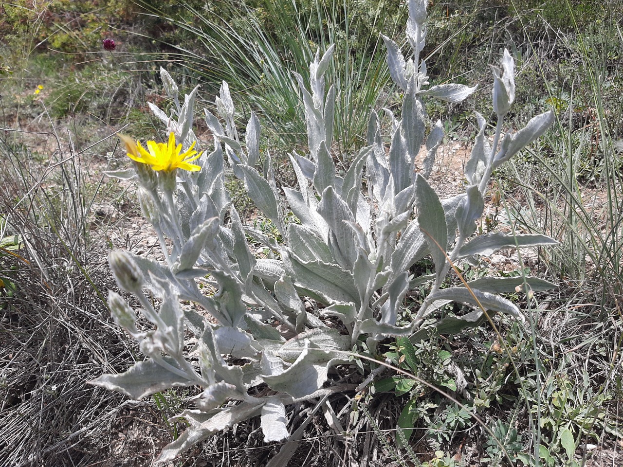 Scorzonera tomentosa