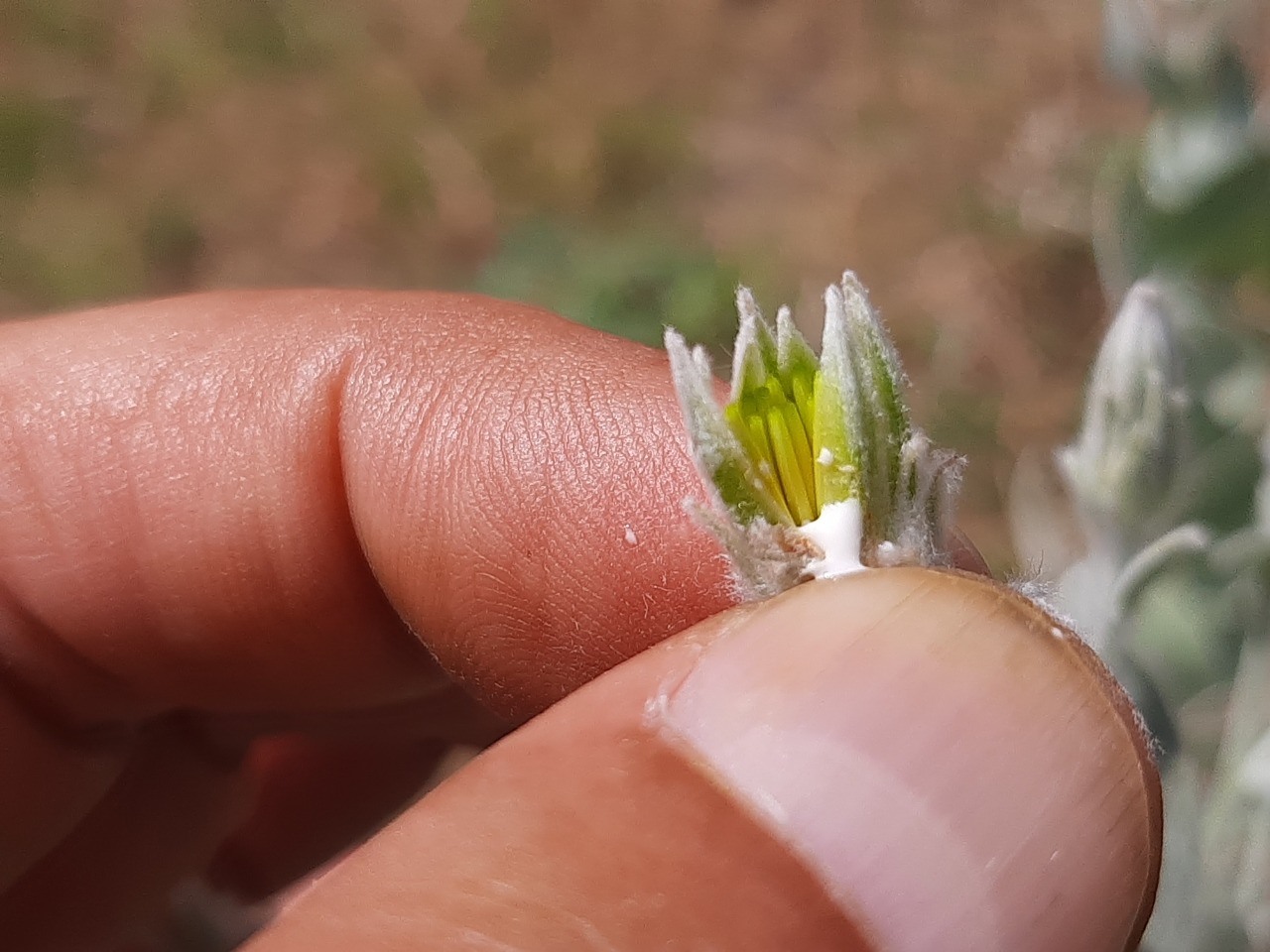 Scorzonera tomentosa