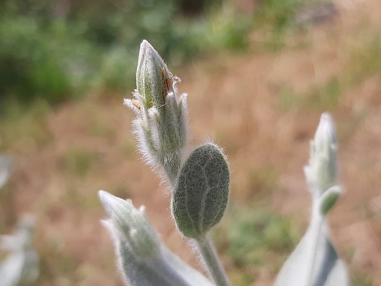 Scorzonera tomentosa