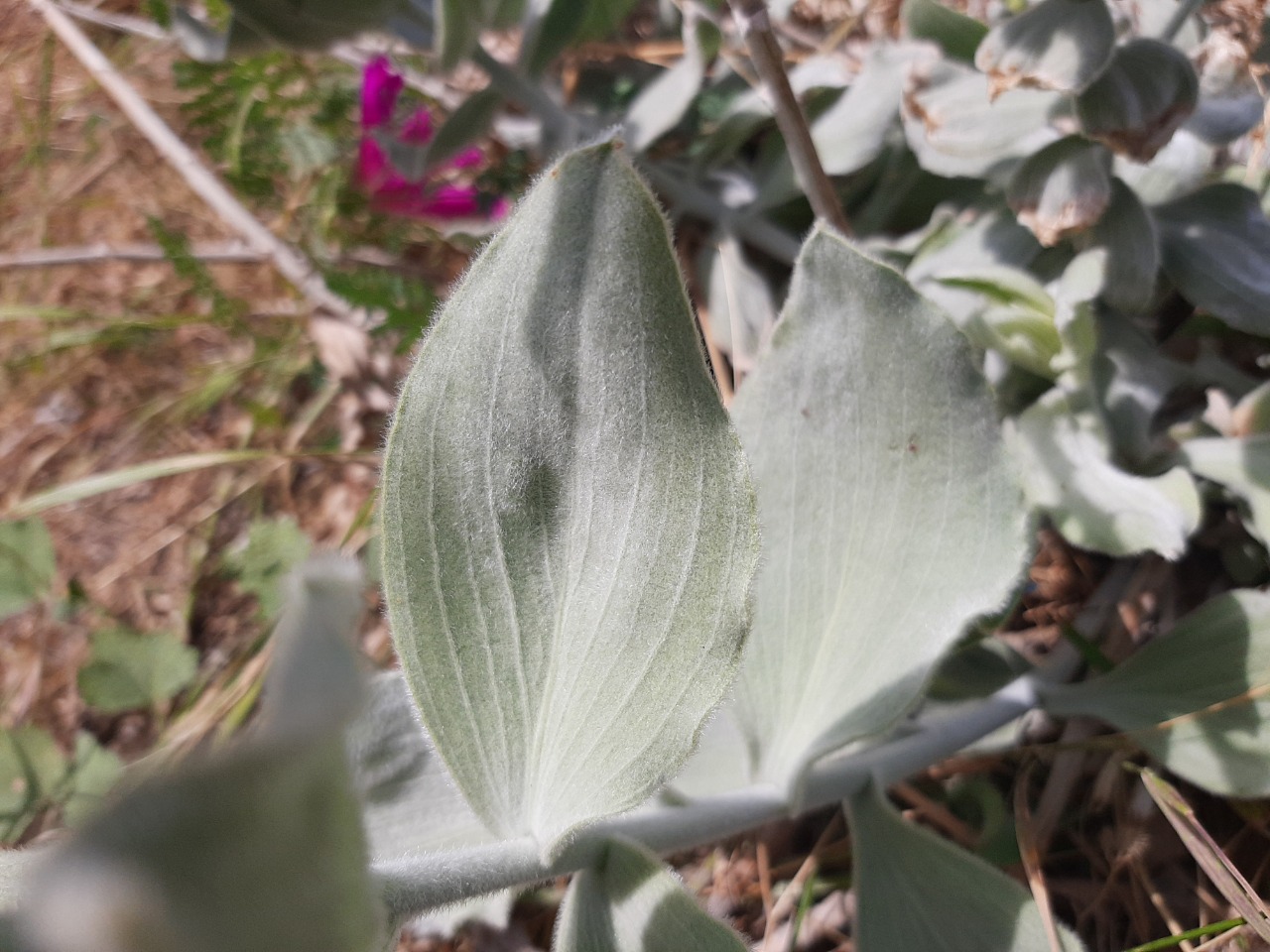 Scorzonera tomentosa