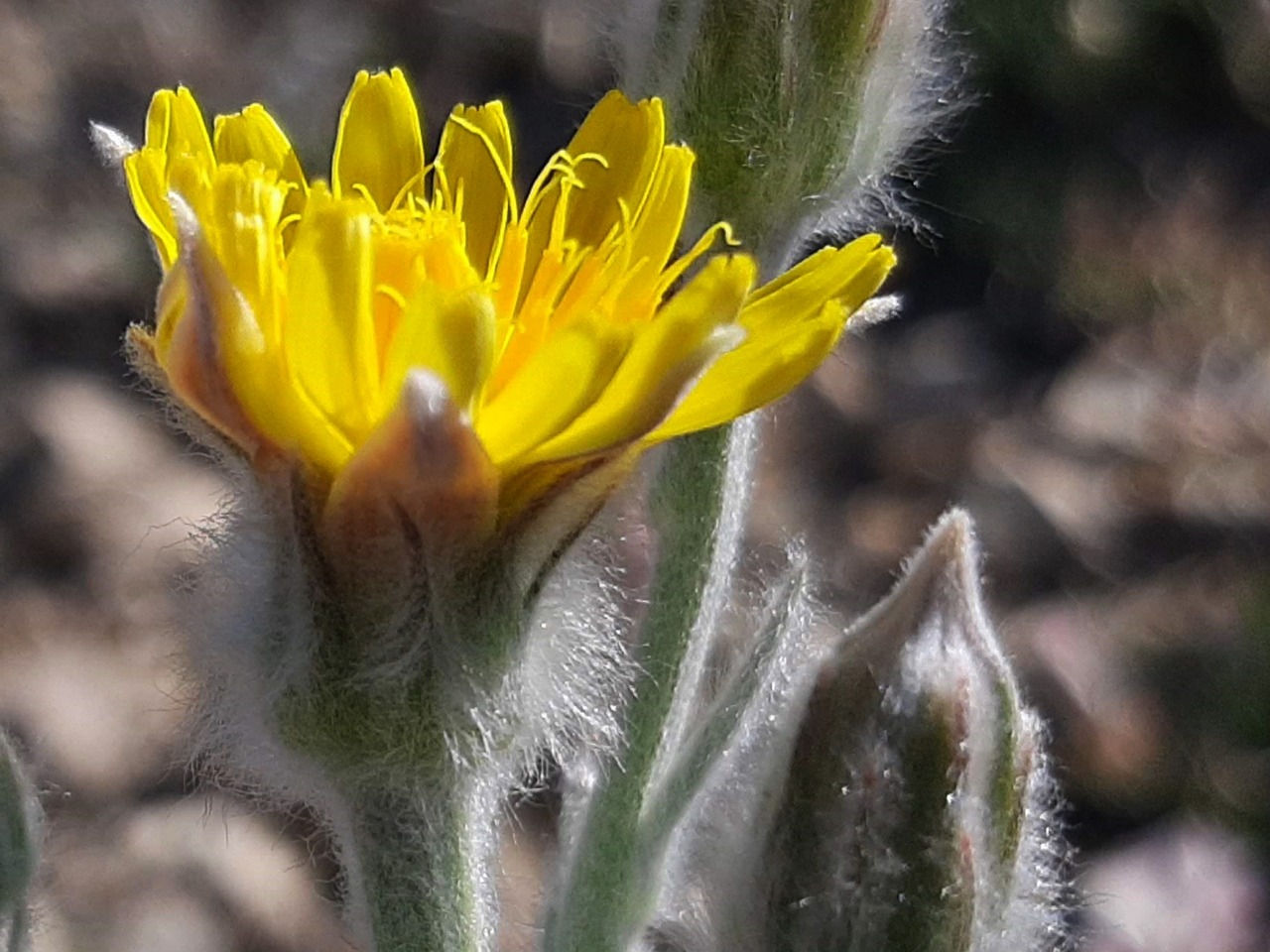 Scorzonera tomentosa
